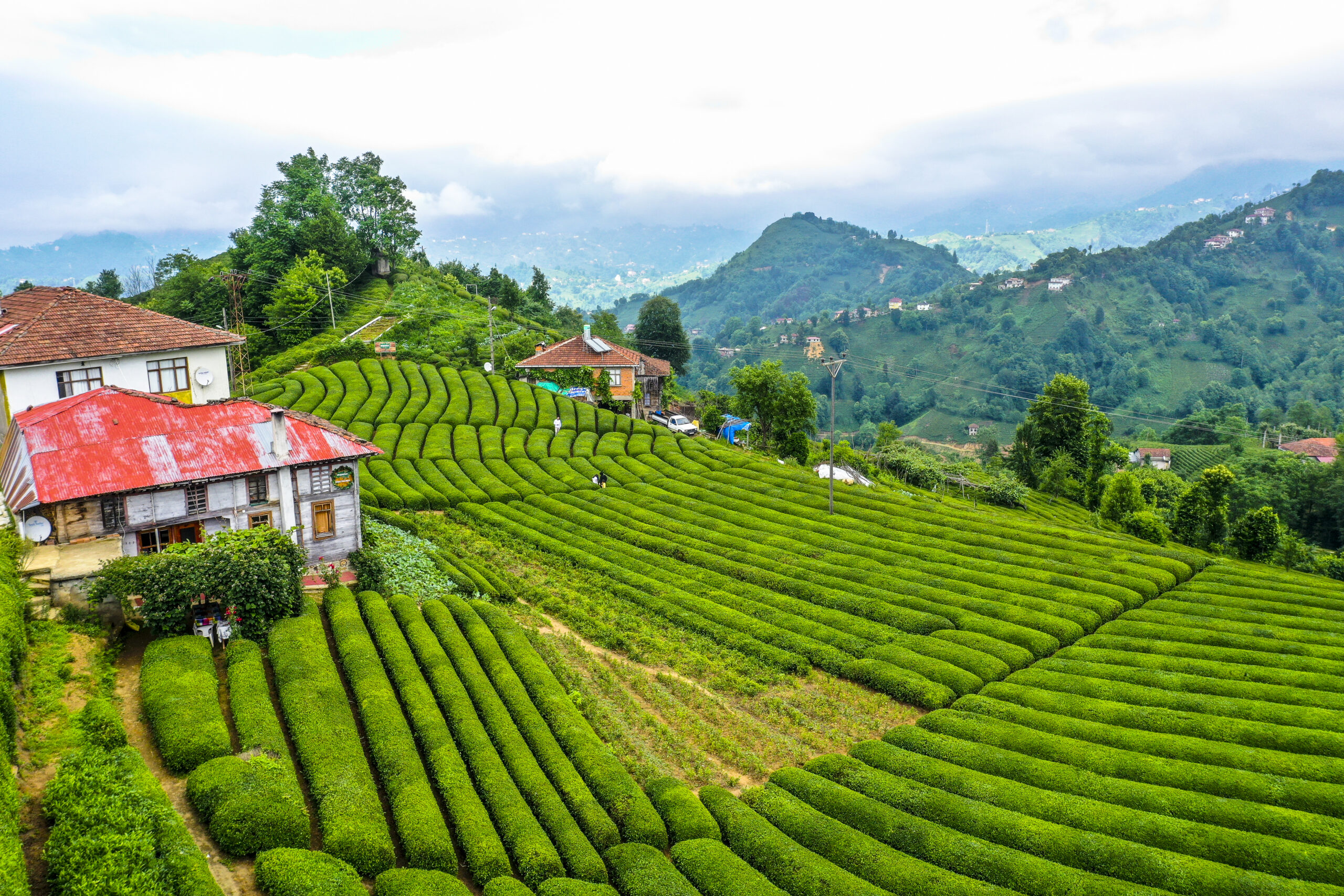Turkey Tea Field Immerse yourself in the unforgettable experience of harvesting tea ...